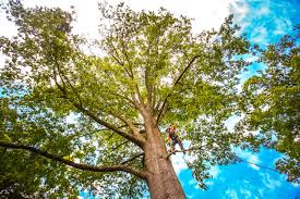 How Our Tree Care Process Works  in  Fairview, TN