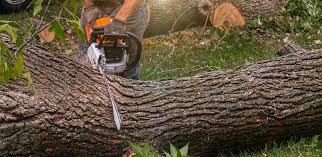Best Soil Testing and Treatment  in Fairview, TN