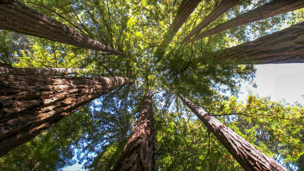 Best Tree Disease Treatment  in Fairview, TN