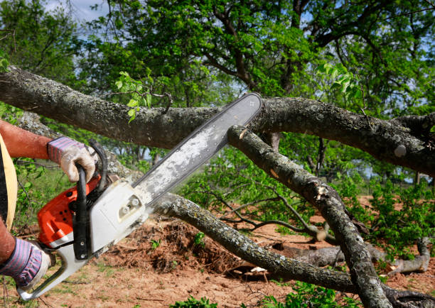Best Pest Control for Lawns  in Fairview, TN